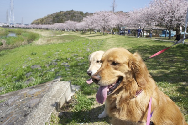 ペロンちゃんと