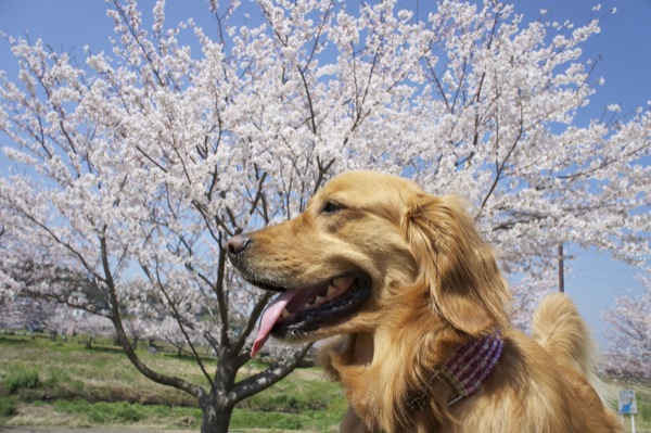 桜をバックにパチリ