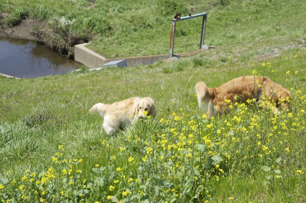 菜の花だってあるよ