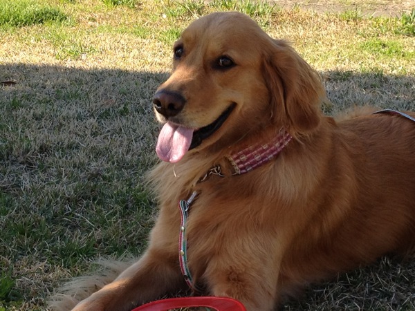 3歳のおすまし顔