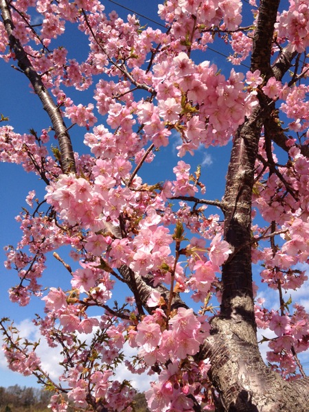 川津桜